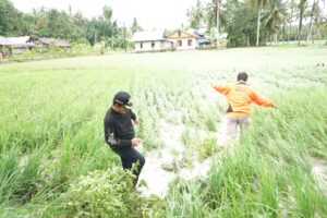 Bupati Nias Barat Khenoki Waruwu Pantau Lokasi Banjir Di Wilayah Nias Barat