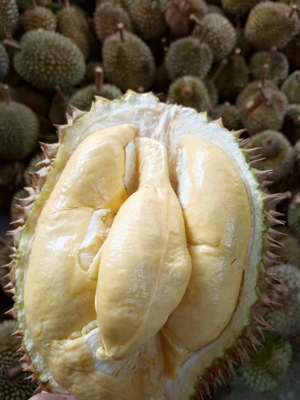 Grand Opening  Good  Durian  Abah Haji HANAFI