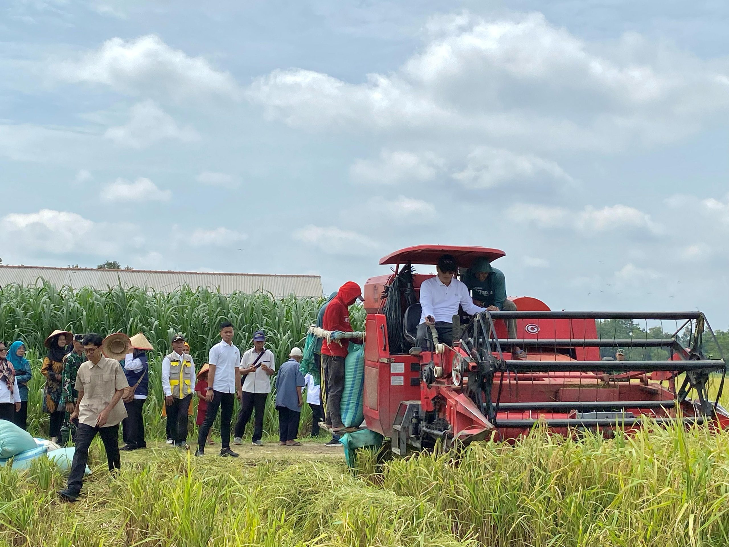 Bupati Tubaba Menghadiri Kegiatan Panen Raya Padi di Tiyuh Gading Kencana