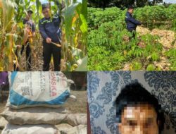 Petik Jagung Ditengah Malam, Seorang Warga Jabung Ditangkap Polis