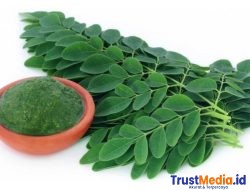 Daun kelor memiliki 10 manfaat untuk kesehatan  tubuh  manusia