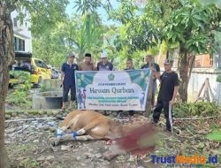 Bentuk Kepedulian dan Ketaatan, Kemenag Sinjai Qurban 13 Ekor Sapi di Idul Adha 1446 H