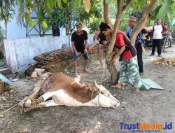 Puskesmas Batanghari Qurban 2 ekor sapi
