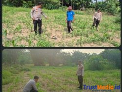 Kanit Binmas Cipocok Jaya Polresta Serang Kota Bersama Bhabinkamtibmas Monitoring Pertumbuhan Tanaman Jagung Dalam Giat Ketahanan Pangan
