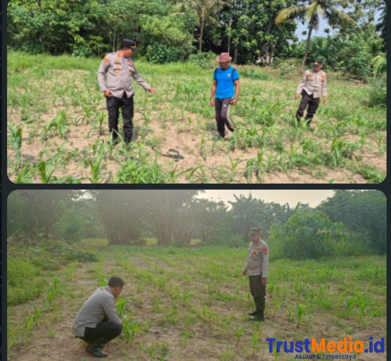 Kanit Binmas Cipocok Jaya Polresta Serang Kota Bersama Bhabinkamtibmas Monitoring Pertumbuhan Tanaman Jagung Dalam Giat Ketahanan Pangan