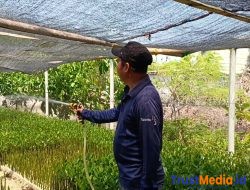 PHE OSES kemitraan atasi Abrasi tingkatkan tanam mangruf