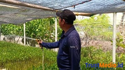 PHE OSES kemitraan atasi Abrasi tingkatkan tanam mangruf
