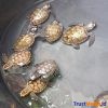 Berkarya dan Berwisata 27 wartawan lepas tukik di kepulauan seribu