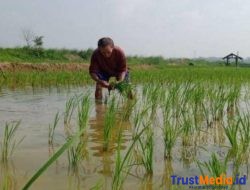Dinas Pertanian Kab Bekasi Tetapkan Lahan Pertanian Pangan Berkelanjutan