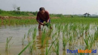 Dinas Pertanian Kab Bekasi Tetapkan Lahan Pertanian Pangan Berkelanjutan