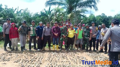 Tim Gerdal Uspika Kecamatan Sendang Agung Berhasil Tangkap Tikus 760 Ekor Tim Gerdal Uspika Kecamatan Sendang Agung Berhasil Tangkap Tikus 760 Ekor