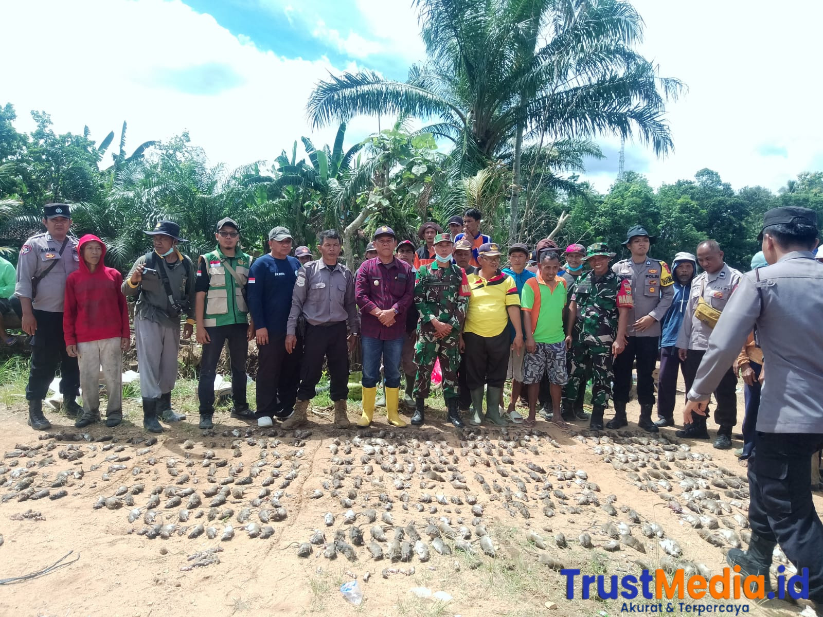 Tim Gerdal Uspika Kecamatan Sendang Agung Berhasil Tangkap Tikus 760 Ekor