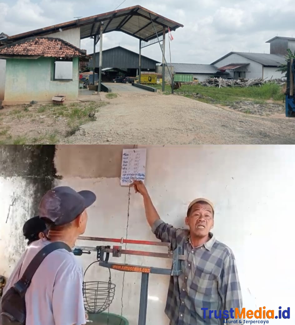 Perusaha’an Diduga Ingkar Janji: Petani Singkong Lampung Meradang Soal Harga