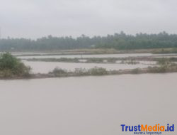 Hujan Berhari-hari, Rumah dan Tambak Udang, Kakap, serta Bandeng Terendam Banjir