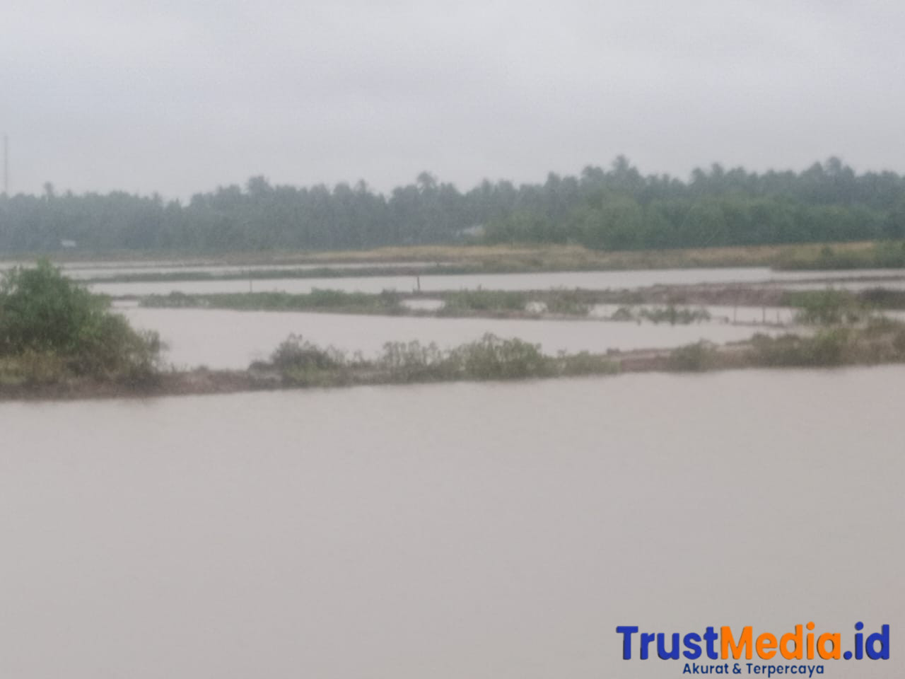 Hujan Berhari-hari, Rumah dan Tambak Udang, Kakap, serta Bandeng Terendam Banjir