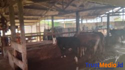 Sapi Aspirasi Dijual, Kades Ratna Daya Sebut Sapi Aspirasi Dijual, Kades Ratna Daya Sebut