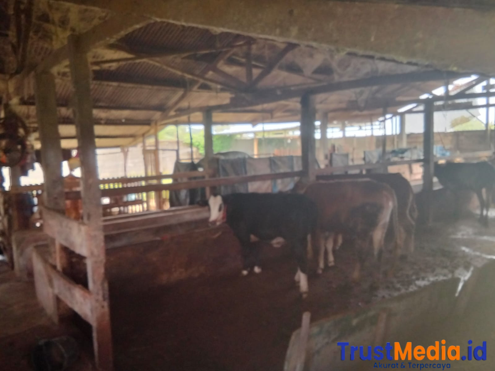 Sapi Aspirasi Dijual, Kades Ratna Daya Sebut