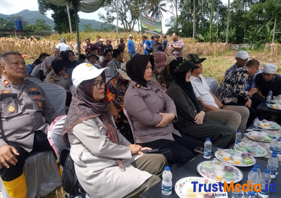 Panen Raya Jagung pada perluasan Areal Tanam ( PAT ) Kolaborasi Bapeksi dan Polsek Padarincang Polresta Serang Kota.