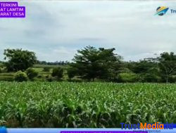 Bara JP Pertanyakan Kinerja Inspektorat Lampung Timur, 8 Bulan Laporan Tanah Bengkok Mandek