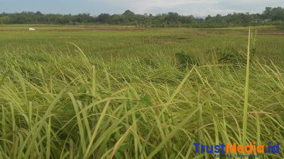 Lapangan sepak bola belum Terealisasi . Warga Desa Jiungjing Cisoka Kecewa Kepada Kades nya