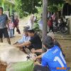 Penuh Kebersamaan, Panitia Kurban Masjid Al-Hasanah Tanjung Harapan Sembelih 10 Hewan Kurban