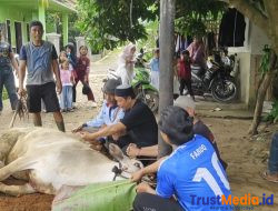 Penuh Kebersamaan, Panitia Kurban Masjid Al-Hasanah Tanjung Harapan Sembelih 10 Hewan Kurban