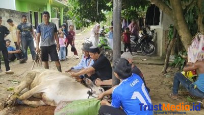 Penuh Kebersamaan, Panitia Kurban Masjid Al-Hasanah Tanjung Harapan Sembelih 10 Hewan Kurban Penuh Kebersamaan, Panitia Kurban Masjid Al-Hasanah Tanjung Harapan Sembelih 10 Hewan Kurban