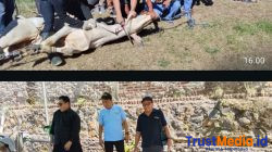 PWI dan SMSI Banten Potong Dua Sapi Dari Gubernur dan Kapolda 