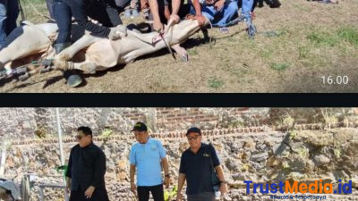 PWI dan SMSI Banten Potong Dua Sapi Dari Gubernur dan Kapolda 